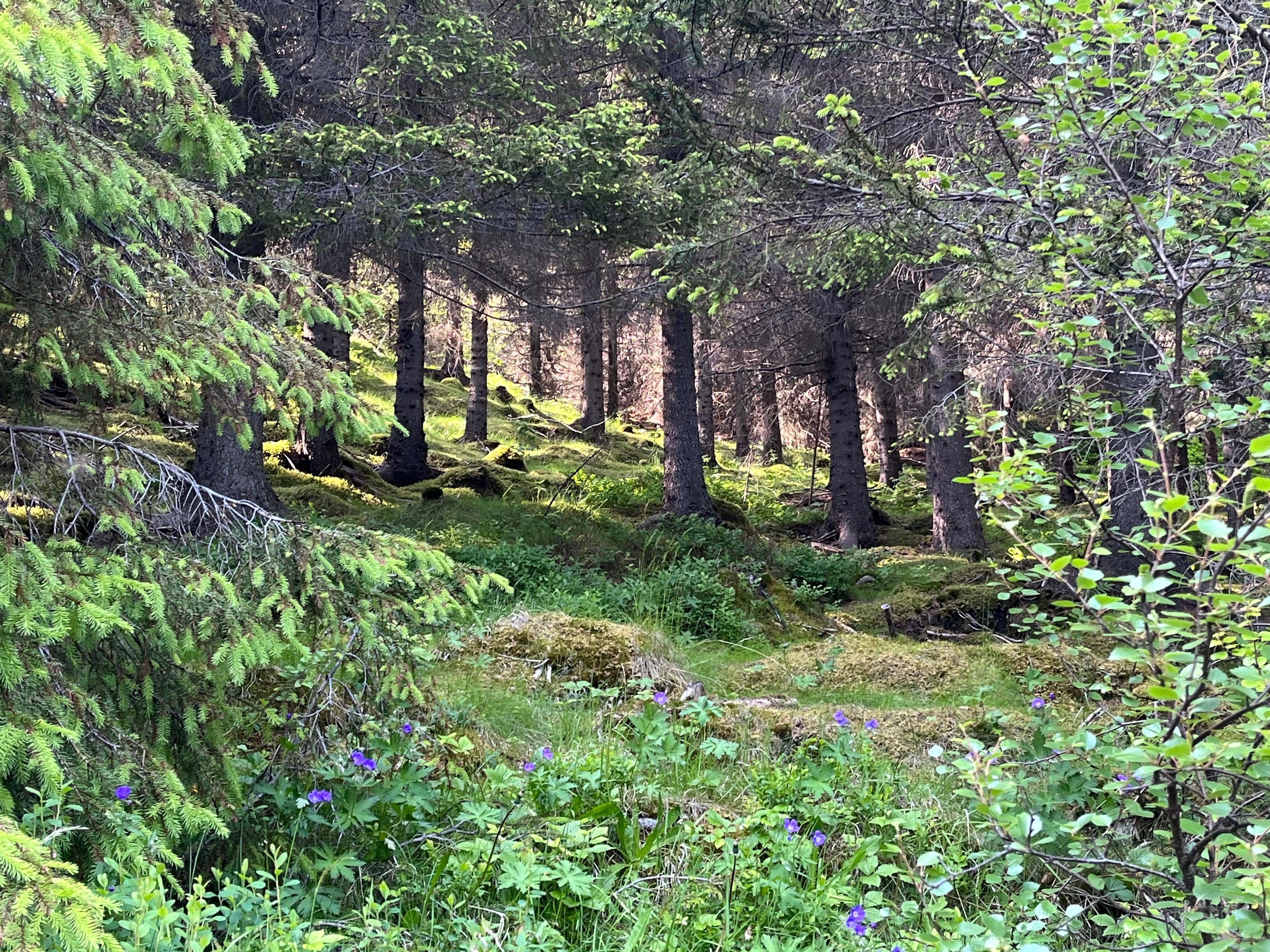 Bókin mín um Sólu og jörðina